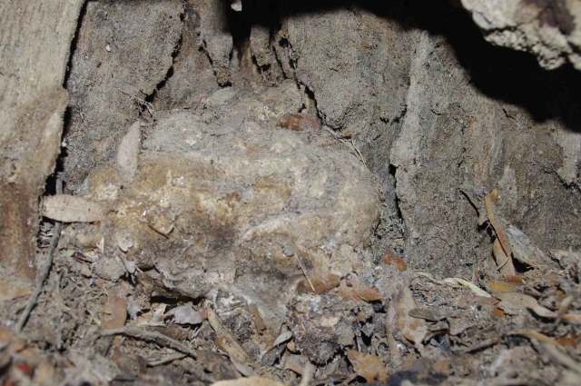 riconoscimento fungo leccio